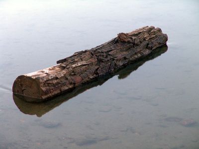 log